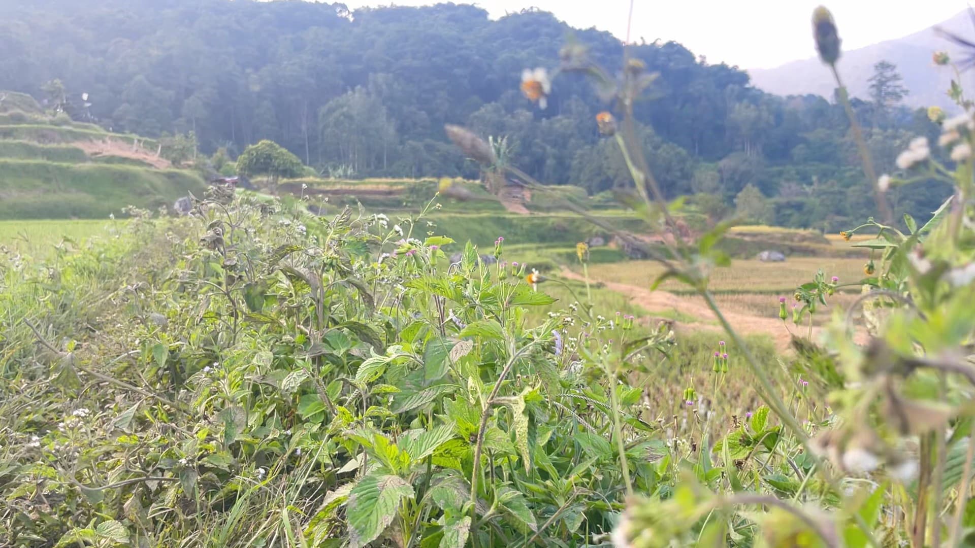 Galeri Wisata Sawah Kalimbuang: Lanskap Persawahan Dataran Tinggi 3