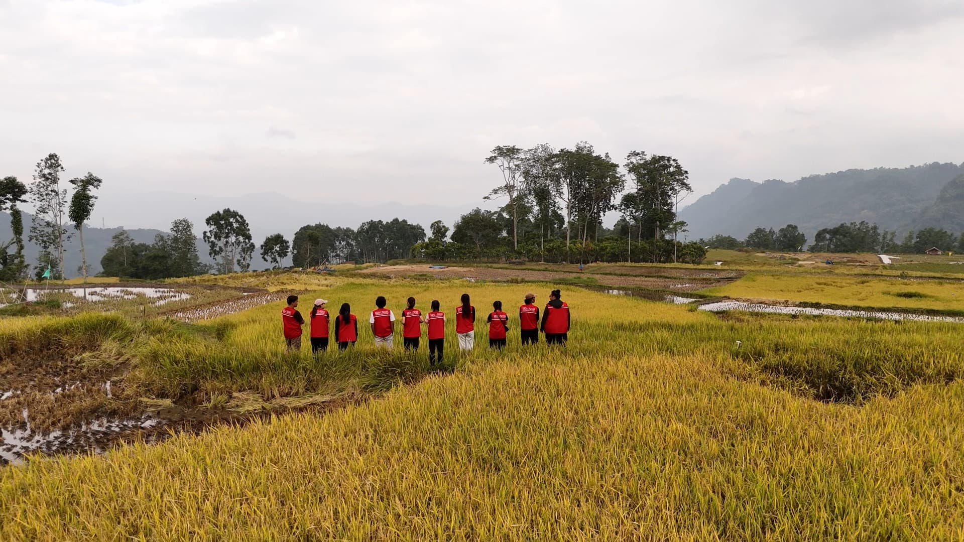 Galeri Wisata Sawah Kalimbuang: Lanskap Persawahan Dataran Tinggi 5