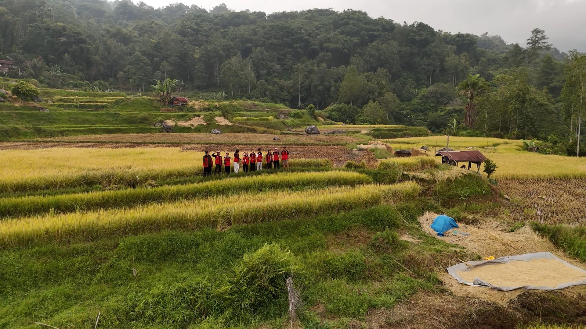 Galeri Wisata Sawah Kalimbuang: Lanskap Persawahan Dataran Tinggi 6