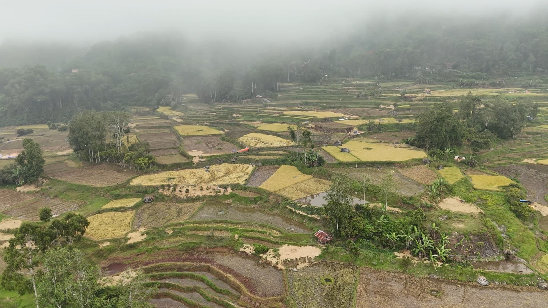 Galeri Wisata Sawah Kalimbuang: Lanskap Persawahan Dataran Tinggi 8