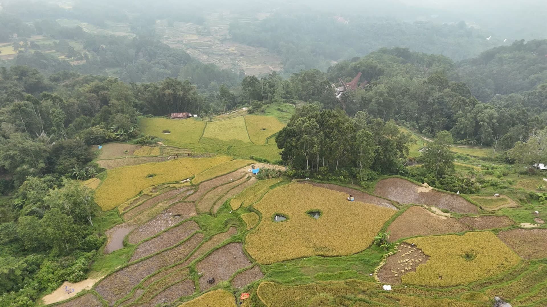Wisata Sawah Kalimbuang: Lanskap Persawahan Dataran Tinggi