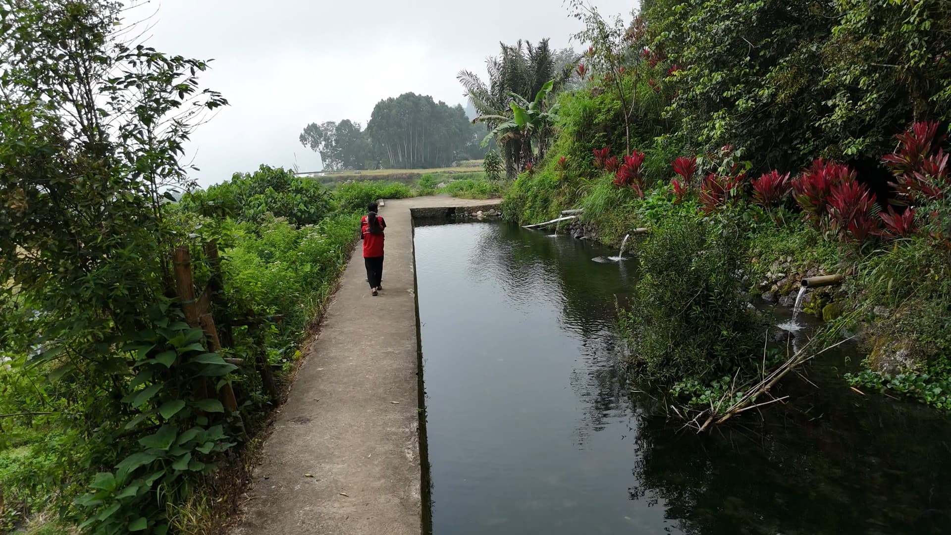 Galeri Turunan Pua’: Mata Air Alami & Lore Habitat Ikan Masapi 3